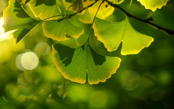 Ginkgo Biloba